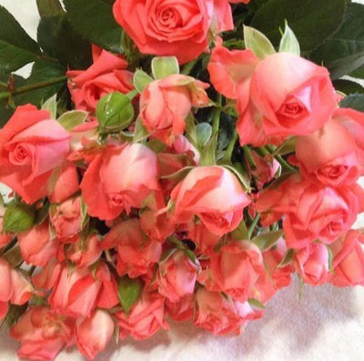 BARBADOS ® - Butasi trandafiri de gradina - Trandafiri cu flori grupate (floribunda)