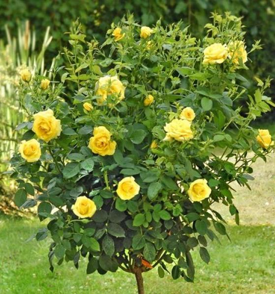 Trandafir pomişor: CARTE D'OR ® - Butasi trandafiri de gradina - Trandafir pomisor, creat in Franta de Meilland Richardier