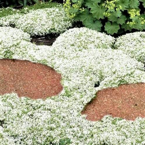 Thymus praecox : WHITE - Famous Roses - Famous Roses