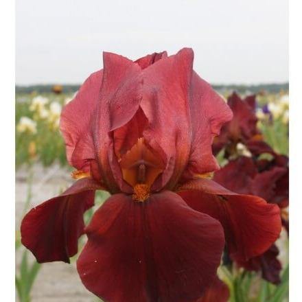 Iris germanica: RESPECTABLE - Famous Roses - Famous Roses