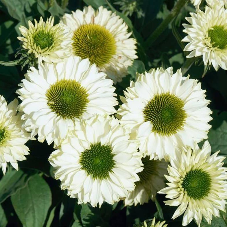 Echinacea hybrida: SUNSEEKERS WHITE PERFECTION - Famous Roses - Famous Roses