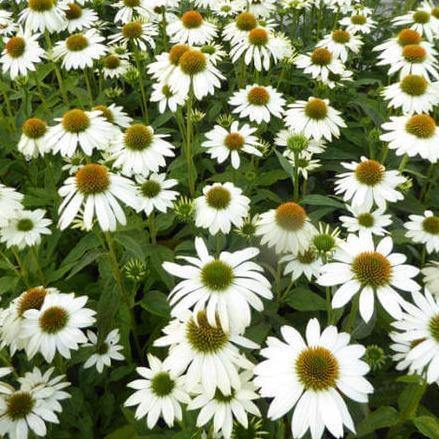 Echinacea hybrida: SUNSEEKERS WHITE PERFECTION - Famous Roses - Famous Roses