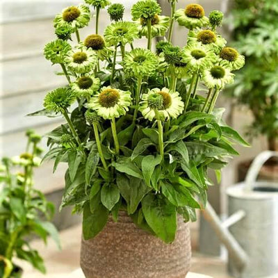 Echinacea hybrida: SUNSEEKERS APPLE GREEN - Famous Roses - Famous Roses
