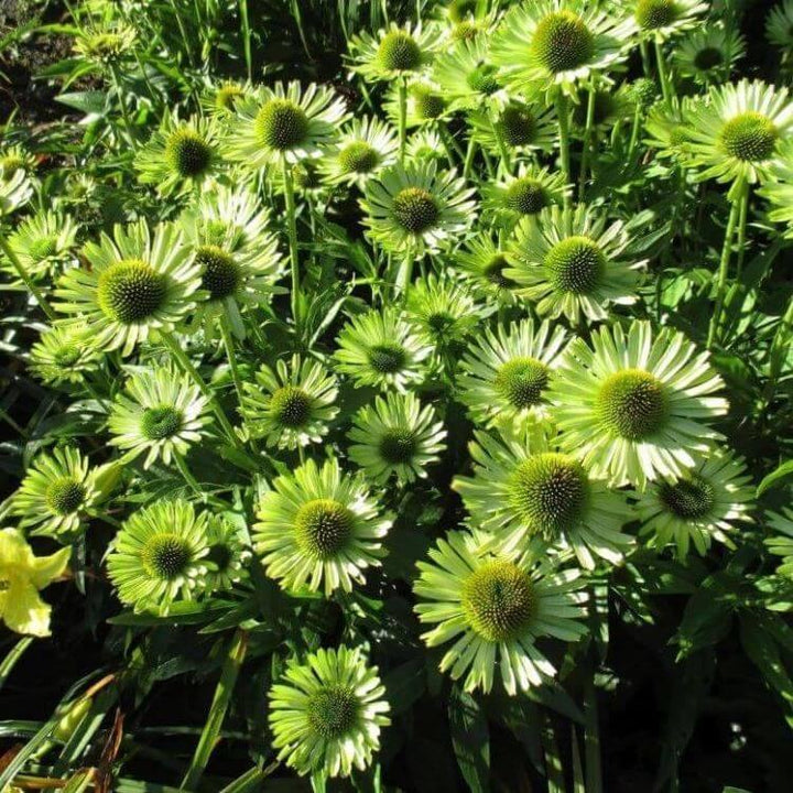 Echinacea hybrida: SUNSEEKERS APPLE GREEN - Famous Roses - Famous Roses