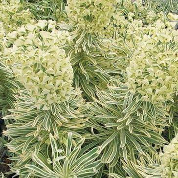 Euphorbia characias: TASMANIAN TIGER - Famous Roses - Famous Roses