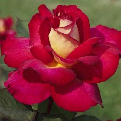 BOLSHOI ® - Butasi trandafiri de gradina - Trandafir teahibrid creat in Franta de Meilland Richardier