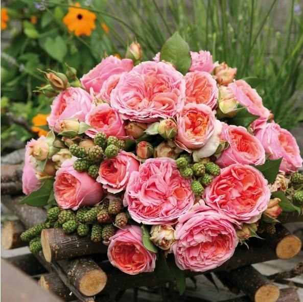 CHIPPENDALE ® - Butasi trandafiri de gradina - Trandafir teahibrid creat in Germania de Tantau