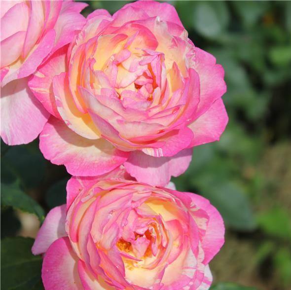 MARC CHAGALL ® - Butasi trandafiri de gradina - Trandafir cu flori grupate (floribunda) creat in Franta de Delbard