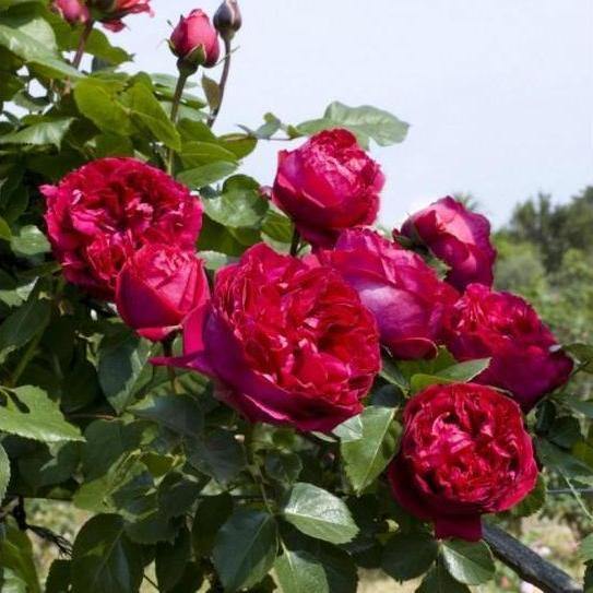 ERIC TABARLY  (EDEN ROSE ROSU) ® - Butasi trandafiri de gradina - Trandafir urcator / catarator creat in Franta de Meilland Richardier