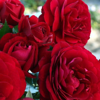 BORDEAUX ® - Butasi trandafiri de gradina - Trandafir floribunda creat in Germania de Kordes
