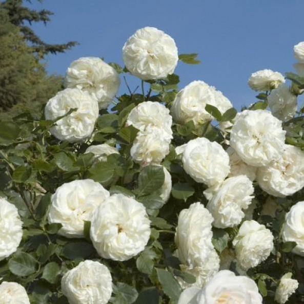 PALAIS ROYAL (EDEN ROSE ALB) ® - Butasi trandafiri de gradina - Trandafir urcator / catarator creat in Franta de Meilland Richardier