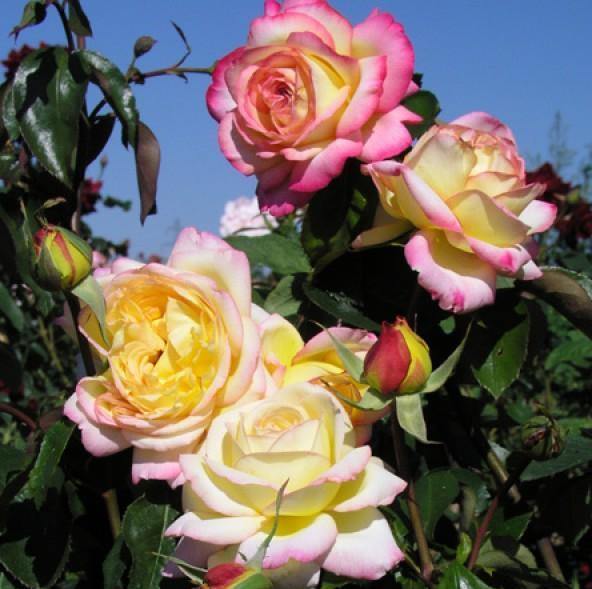 MITSOUKO ®' - Trandafiri cu flori mari (teahibrizi ) - Trandafir teahibrid creat in Franta de Delbard