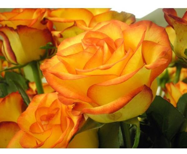 Trandafir Pomisor : Rumba ® - Butasi trandafiri de gradina - FamousRoses.eu