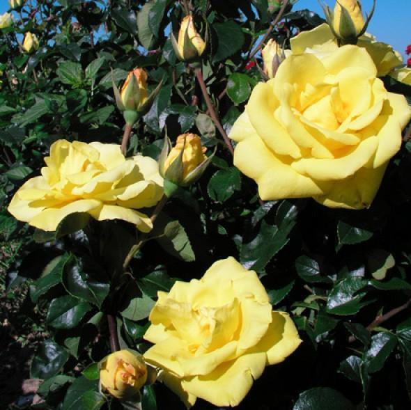 O SOLE MIO ® - Butasi trandafiri de gradina - FamousRoses.eu