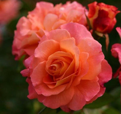 AUGUSTA LUISE ® - Butasi trandafiri de gradina - Trandafir teahibrid creat in Germania de Tantau
