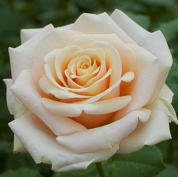 PAUL RICARD ® - Butasi trandafiri de gradina - GVC