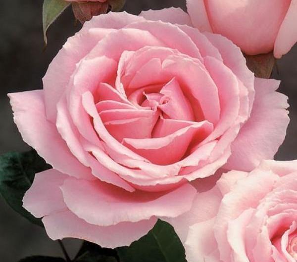 FREDERIC MISTRAL ® - Butasi trandafiri de gradina - Trandafir teahibrid creat in Franta de Meilland Richardier