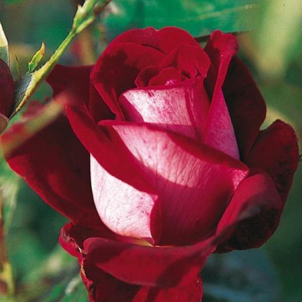 ALLELUIA ® - Butasi trandafiri de gradina - Trandafir teahibrid creat in Franta de Delbard