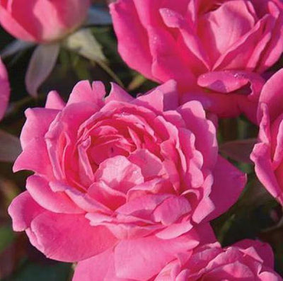 PINK MEILOVE (Pink Double Knock Out) ® - Butasi trandafiri de gradina - Trandafiri cu flori grupate (floribunda)