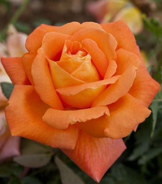 Gpt. LOUIS DE FUNES ® - Butasi trandafiri de gradina - Trandafir urcator / catarator creat in Franta de Meilland Richardier