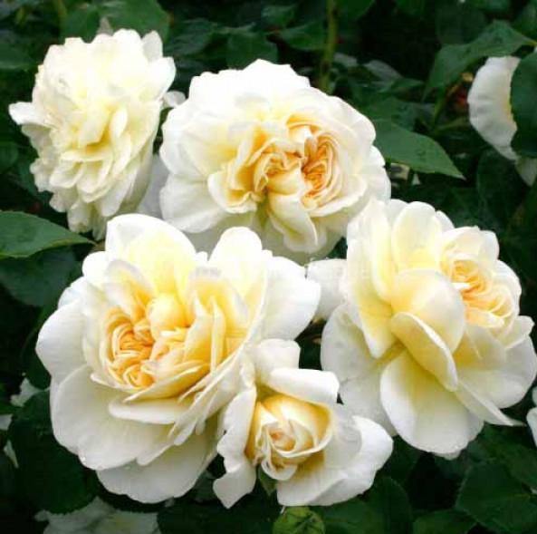 LADY ROMANTICA ® - Butasi trandafiri de gradina - Trandafir floribunda creat in Franta de Meilland Richardier