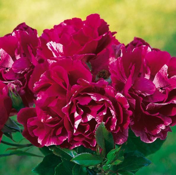 GUY SAVOY ® - Butasi trandafiri de gradina - FamousRoses.eu