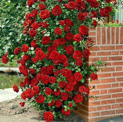 SANTANA ® - Butasi trandafiri de gradina - Trandafir urcator / catarator creat in Germania de Tantau