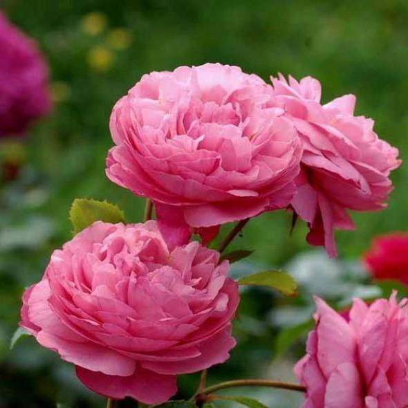 RAYMOND BLANC ® - Butasi trandafiri de gradina - Trandafir teahibrid creat in Franta de Delbard
