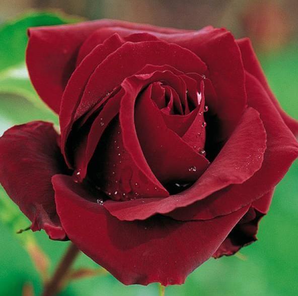 PERLE NOIRE ® - Butasi trandafiri de gradina - Trandafir teahibrid creat in Franta de Delbard