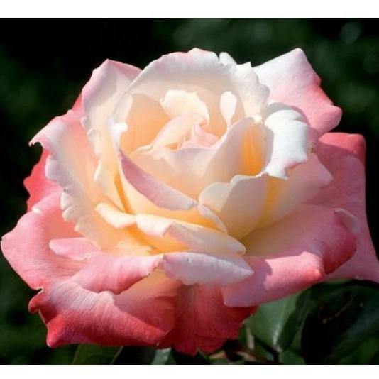 LAETITIA CASTA ® - Butasi trandafiri de gradina - Trandafir teahibrid creat in Franta de Meilland Richardier