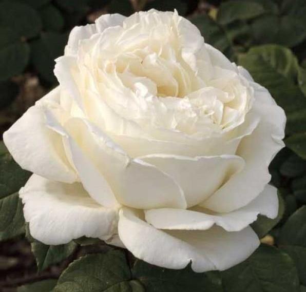 JEANNE  MOREAU ® - Butasi trandafiri de gradina - Trandafir teahibrid creat in Franta de Meilland Richardier
