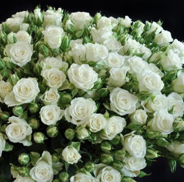 SNOWFLAKE ® - Butasi trandafiri de gradina - Trandafiri cu flori grupate (floribunda)