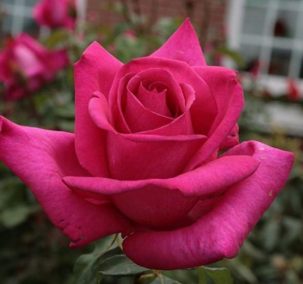 PAROLE ® - Butasi trandafiri de gradina - Trandafir teahibrid creat in Germania de Kordes