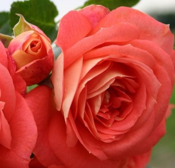 SOMMERSONNE ® - Butasi trandafiri de gradina - FamousRoses.eu