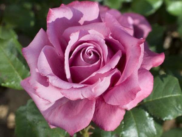 CLAUDE BRASSEUR ® - Butasi trandafiri de gradina - Trandafir teahibrid creat in Franta de Meilland Richardier