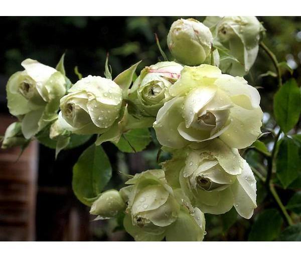 LOVELY GREEN ® - Butasi trandafiri de gradina - Trandafir floribunda creat in Franta de Meilland Richardier