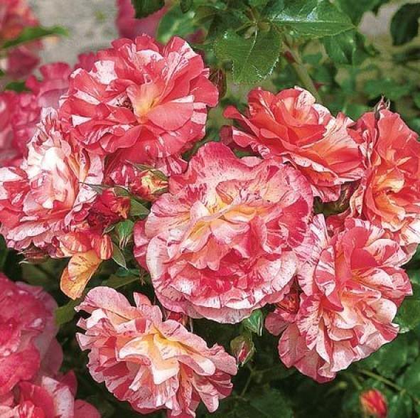 ALFRED SISLEY ® - Butasi trandafiri de gradina - Trandafir cu flori grupate (floribunda) creat in Franta de Delbard