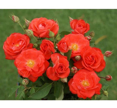 ORANGE SENSATION ® - Butasi trandafiri de gradina - Trandafir floribunda creat in Franta de Meilland Richardier