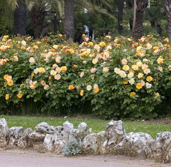 TEQUILLA MEIPOMOLO ® - Butasi trandafiri de gradina - FamousRoses.eu