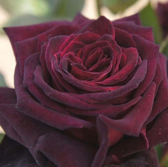 BLACK BACCARA ® - Butasi trandafiri de gradina - Trandafir teahibrid creat in Franta de Meilland Richardier