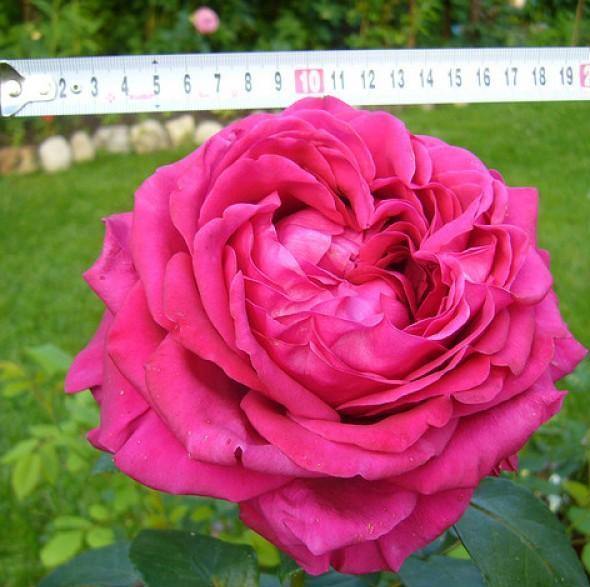 LA ROSE DES 4 VENTS ®' - Trandafir cu flori grupate (floribunda) creat in Franta de Delbard - Famous Roses