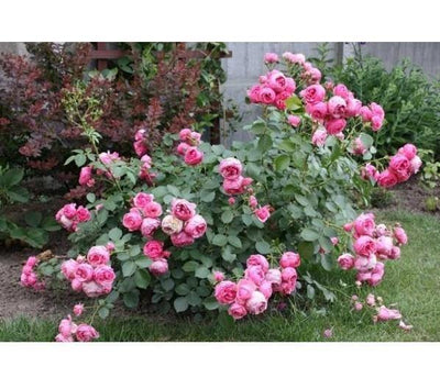 POMPONELLA ® - Butasi trandafiri de gradina - Trandafir floribunda creat in Germania de Kordes