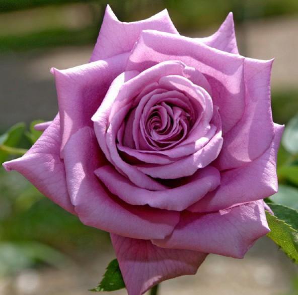 MAMY BLUE ® - Butasi trandafiri de gradina - Trandafir teahibrid creat in Franta de Delbard