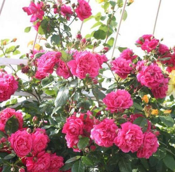 LAGUNA ® - Butasi trandafiri de gradina - Trandafir urcator / catarator creat in Germania de Kordes