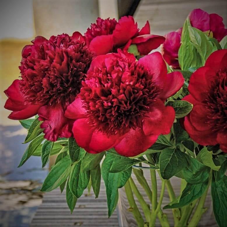 Paeonia : RED CHARM - Famous Roses - Famous Roses
