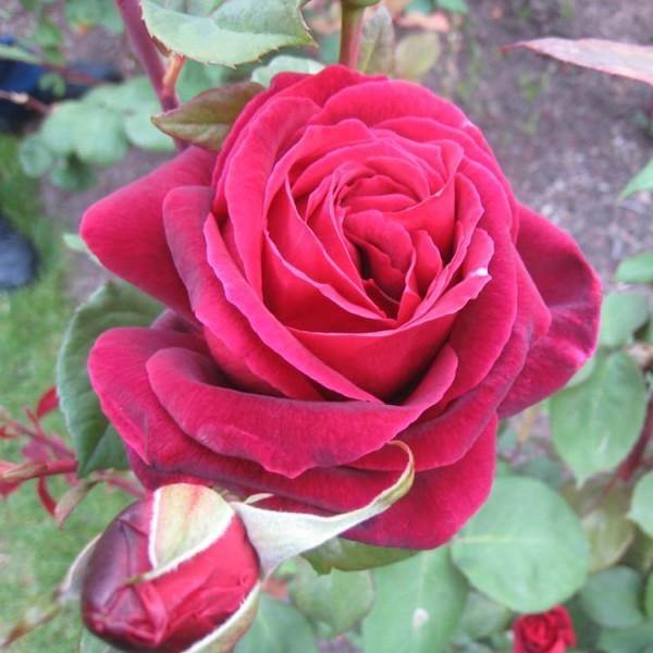 MISTER LINCOLN ® - Butasi trandafiri de gradina - trandafir cu flori mari ( teahibrid )