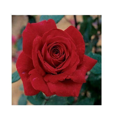 BOTERO ® - Butasi trandafiri de gradina - FamousRoses.eu