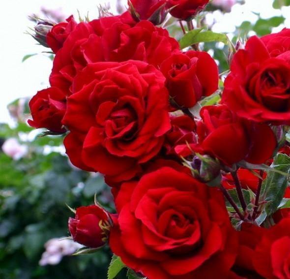 AMADEUS ® - Butasi trandafiri de gradina - Trandafir urcator / catarator creat in Germania de Kordes