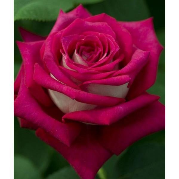 MONICA BELLUCCI ® - Butasi trandafiri de gradina - Trandafir teahibrid creat in Franta de Meilland Richardier