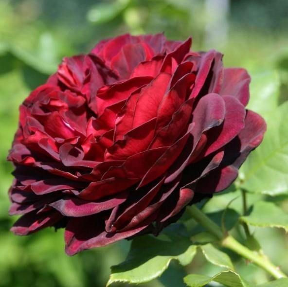 GRAFIN VON HARDENBERG (BLACK CAVIAR) ® - Butasi trandafiri de gradina - Trandafir teahibrid creat in Germania de Tantau